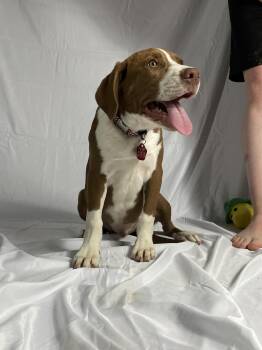 Rocket -  Labrador Retriever and Beagle Dog for Adoption in Triana, Alabama - Rocket | PetCurious