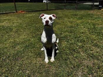 Pit Bull Terrier Dogs Available for Adoption in Grovetown, Georgia - COOKIE | PetCurious