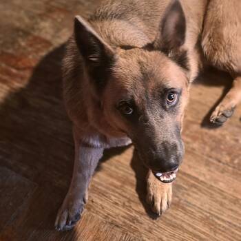 Dolly -  Shepherd Dog for Adoption in Detroit, Michigan - Dolly | PetCurious