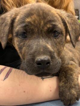 Terrier and Hound Dogs Available for Adoption in Hartsville, South Carolina - Nadia (Nx3) | PetCurious