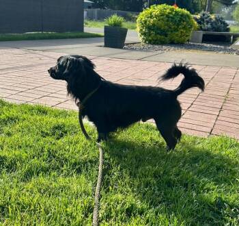 Spaniel and Dachshund Dogs Available for Adoption in Newberg, Oregon - Ollie | PetCurious