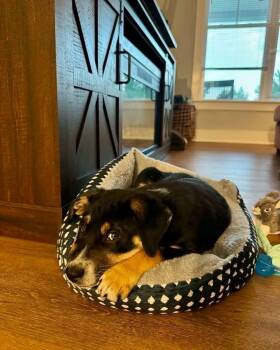 Boone -  Shepherd Dog for Adoption in Wendell, North Carolina - Boone | PetCurious
