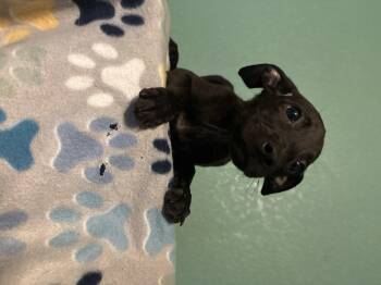 Rescue Mixed Breed Dogs for Adoption in Lorida, Florida - Gomez | PetCurious