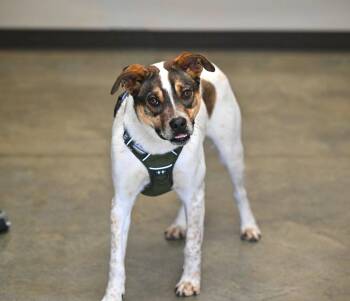 Australian Cattle Dog Blue Heeler Dogs Available for Adoption - Hugo | PetCurious