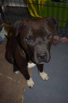 Ivar (Mars) -  Pit Bull Terrier Dog for Adoption in Pahrump, Nevada - Ivar (Mars) | PetCurious