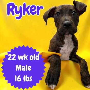 Ryker -  Pit Bull Terrier Dog for Adoption in Sorrento, Louisiana - Ryker | PetCurious