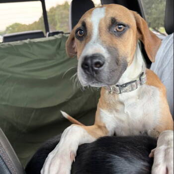 Rescue Black Mouth Cur Dogs for Adoption in Dallas, Texas - Scooby | PetCurious