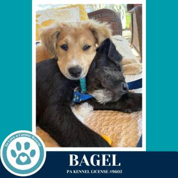 Labrador Retriever and Terrier Dogs Available for Adoption in Kimberton, Pennsylvania - Bagel (The Bakery Bunch) 041126 | PetCurious