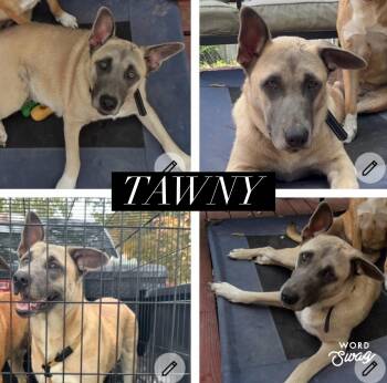 Tawny -  Belgian Shepherd Malinois and Anatolian Shepherd Dog for Adoption in New Braunfels, Texas - Tawny | PetCurious