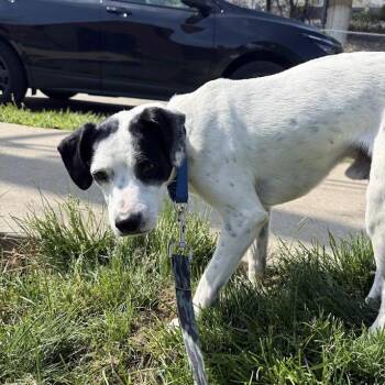 Mixed Breed Dogs Available for Adoption in Pittsburgh, Pennsylvania - Sol | PetCurious