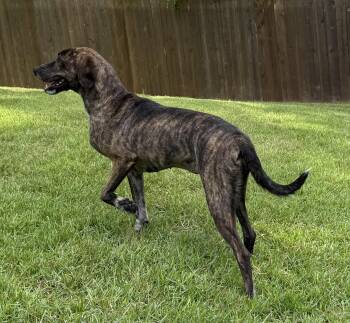 Stormy -  Treeing Walker Coonhound Dog for Adoption in Arlington, Tennessee - Stormy | PetCurious