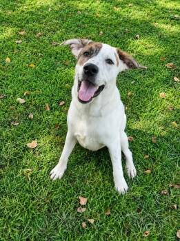 Zeus -  Hound and Mixed Breed Dog for Adoption in Kingsland, Georgia - Zeus | PetCurious