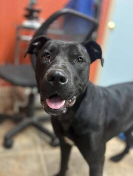 Rescue Mixed Breed Dogs for Adoption in Varnville, South Carolina - Mystic | PetCurious