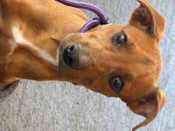 Bo Peep -  Chocolate Labrador Retriever and American Staffordshire Terrier Dog for Adoption in Modesto, California - Bo Peep | PetCurious