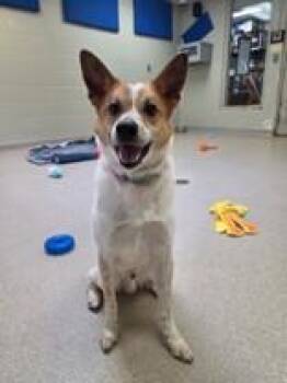 Bronco -  Mixed Breed Dog Available for Adoption in Manitowoc, Wisconsin - Bronco | PetCurious