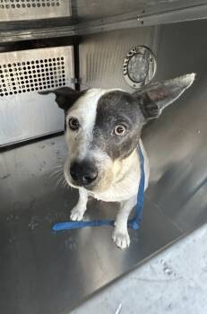 Rescue Staffordshire Bull Terrier and Mixed Breed Dogs for Adoption in Fort Worth, Texas - 59783209 | PetCurious