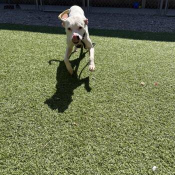 Alba -  Mixed Breed Dog for Adoption in Batavia, Ohio - Alba | PetCurious