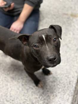 Mixed Breed Dogs Available for Adoption - Colt | PetCurious