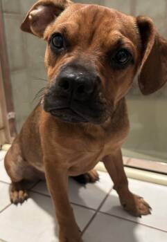 CLOVER -  Boxer Dog for Adoption in El Cajon, California - CLOVER | PetCurious