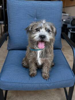 Ace -  Shih Tzu and American Bulldog Dog for Adoption in Yukon, Oklahoma - Ace | PetCurious