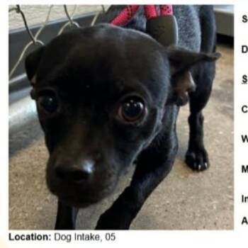 AVAILABLE  8/30 Wonder woman -  Chihuahua Dog for Adoption in Loves Park, Illinois - AVAILABLE  8/30 Wonder Woman | PetCurious