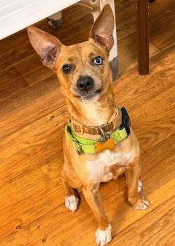 Mixed Breed Dogs Available for Adoption in Ocala, Florida - Kion | PetCurious