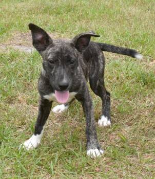 Mixed Breed Dogs Available for Adoption in Kingsland, Georgia - Touchdown | PetCurious