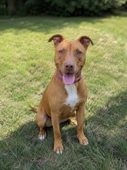 Primrose -  Pit Bull Terrier Dog for Adoption in Lordsburg, New Mexico - Primrose | PetCurious