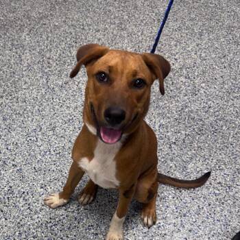 Rachet -  Mixed Breed Dog for Adoption in Greenville, South Carolina - Rachet | PetCurious