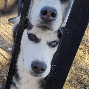 Luna -  Husky Dog for Adoption in Eufaula, Oklahoma - Luna | PetCurious