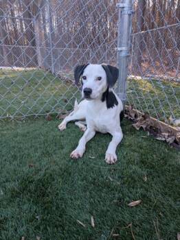 Mixed Breed Dogs Available for Adoption - Bonnie | PetCurious