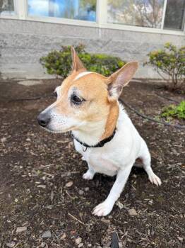 Belle (Muriel) -  Jack Russell Terrier and Mixed Breed Dog for Adoption in Newberg, Oregon - Belle (Muriel) | PetCurious