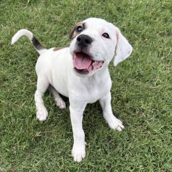 Maeve -  Shepherd and Mixed Breed Dog for Adoption in Fayetteville, Arkansas - Maeve | PetCurious