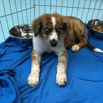 Cobalt -  Mixed Breed and Australian Shepherd Dog for Adoption in Poplar Bluff, Missouri - Cobalt | PetCurious