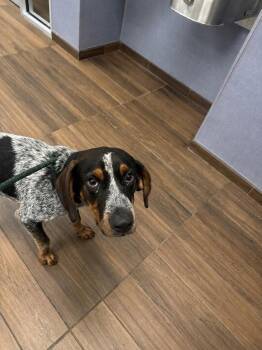 Bluetick Coonhound Dogs Available for Adoption in Hilton Head Island, South Carolina - Bo | PetCurious