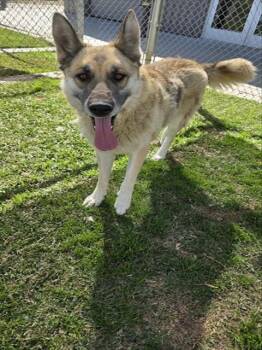MAUI -  German Shepherd Dog Dog for Adoption in Riverside, California - MAUI | PetCurious