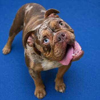 English Bulldog and Mixed Breed Dogs Available for Adoption in Riverside, California - Citrine | PetCurious