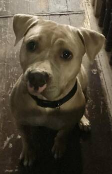 Rescue American Staffordshire Terrier and Pit Bull Terrier Dogs for Adoption in Phillipsburg, New Jersey - Honey | PetCurious