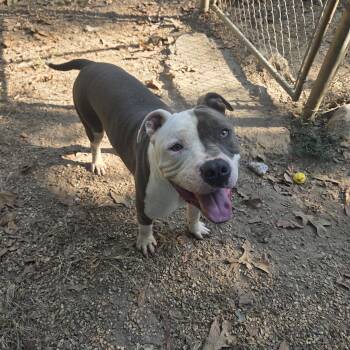 Rescue Pit Bull Terrier Dogs for Adoption in Madison, Mississippi - Chance | PetCurious