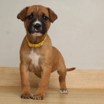 American Bulldog and Mixed Breed Dogs Available for Adoption in Minnetonka, Minnesota - Cash D68858 | PetCurious