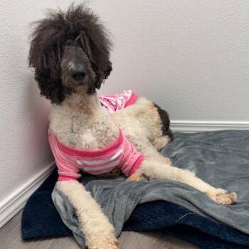 Standard Poodle Dogs Available for Adoption in Nampa, Idaho - Umbreon | PetCurious
