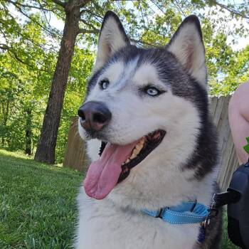 Husky Dogs Available for Adoption in Olathe, Kansas - Aspen | PetCurious