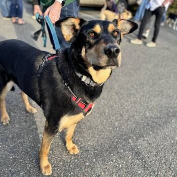 Hunter - Tall, Sweet Dude Looking for His People -  Doberman Pinscher Dog for Adoption in Kirkland, Washington - Hunter - Tall, Sweet Dude Looking For His People | PetCurious