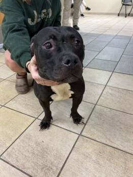 Rescue American Staffordshire Terrier Dogs for Adoption in Virginia Beach, Virginia - 177893 Firefly (Off Site Foster) | PetCurious