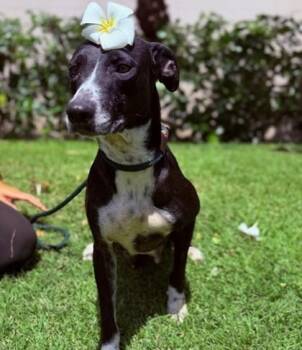 Mixed Breed Dogs Available for Adoption in Honolulu, Hawaii - Cashmere | PetCurious