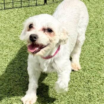 Angel MY26-146 -  Maltese Dog for Adoption in Peyton, Colorado - Angel MY26-146 | PetCurious