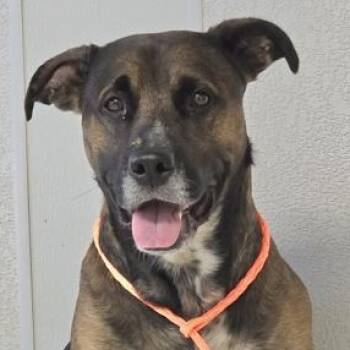 Mixed Breed Dogs Available for Adoption - Roman  | PetCurious
