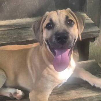 Drake -  Mixed Breed Dog for Adoption in Lansing, Michigan - Drake | PetCurious