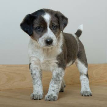 Rescue Catahoula Leopard Dog and Mixed Breed Dogs for Adoption in Minnetonka, Minnesota - Bonnie Lee D66886 | PetCurious