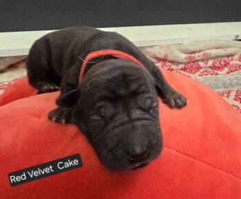 Labrador Retriever and Shar Pei Dogs Available for Adoption in Carson City, Nevada - Red Velvet Cake | PetCurious